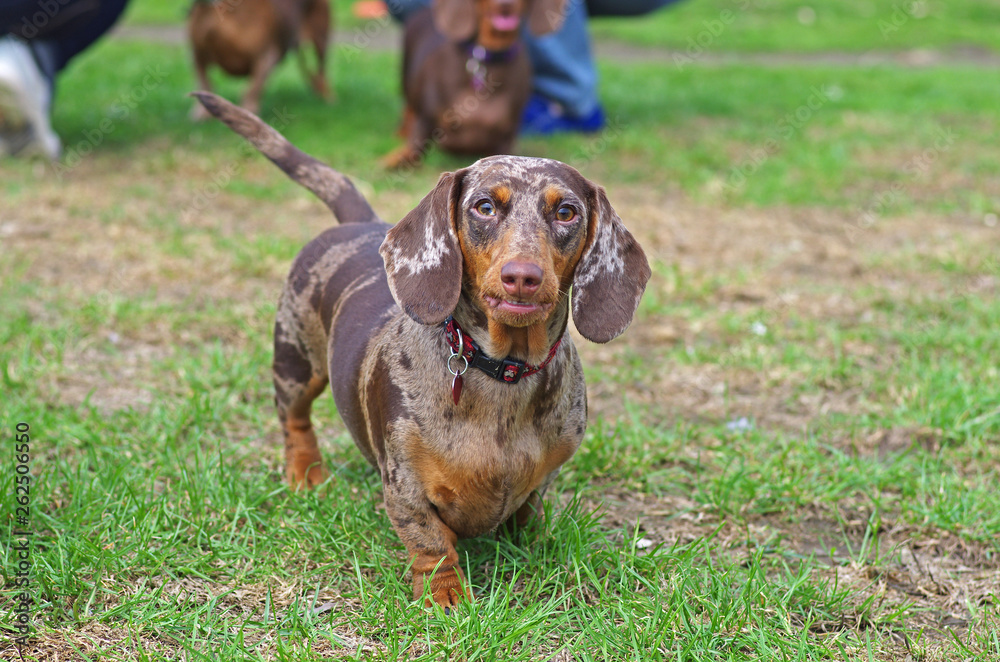 Marble dachshund walking on the green grass in the park
