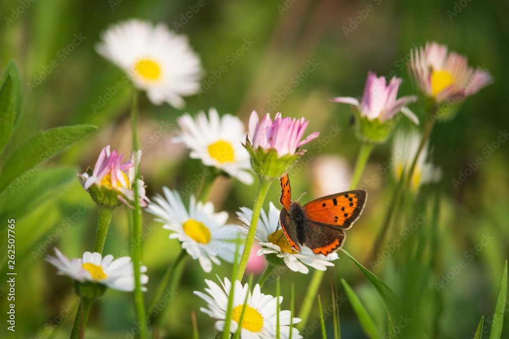 Close up of orange butterfly on Daisy flowers Close up of orange butterfly on Daisy flowers