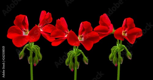 Timelapse of opening red geranium (Pelargonia) flower on black background 4K photo