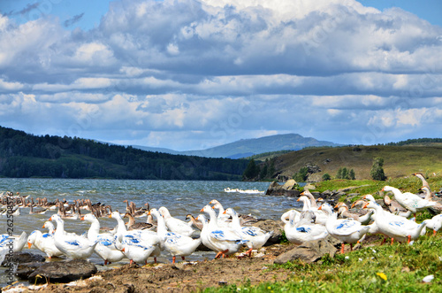 Domestic geese on lake Uzunkul (southern Urals). Some birds have paint on their wings. The owners did this in order not to confuse their birds with the neighbors.