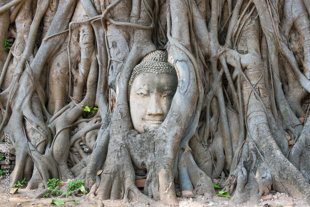 Ayutthaya, Thailand - Apr 10 2018: The head of Buddha in WAT MAHATHAT in Ayutthaya, Thailand. It is part of the World Heritage Site - Historic City of Ayutthaya.