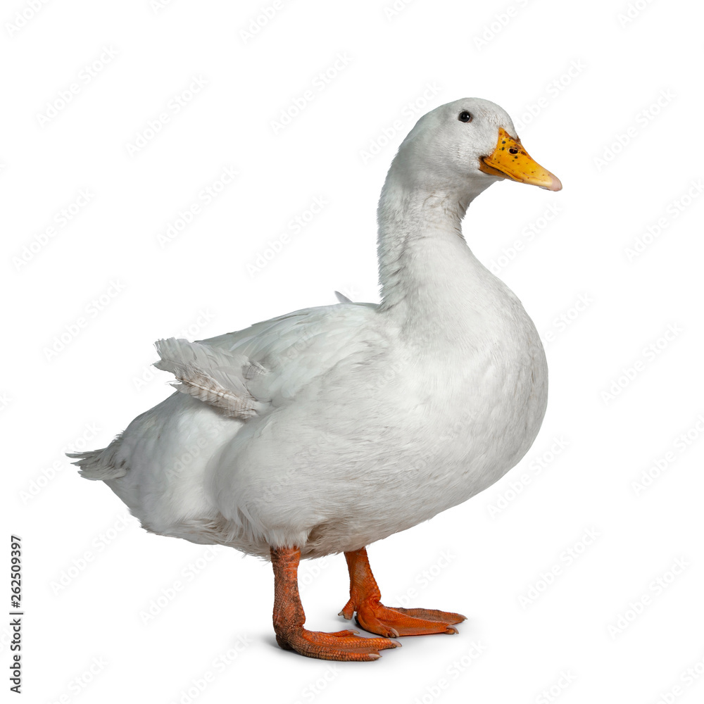 Tame white duck, standing side ways. Looking towards lens. Isolated on white background.
