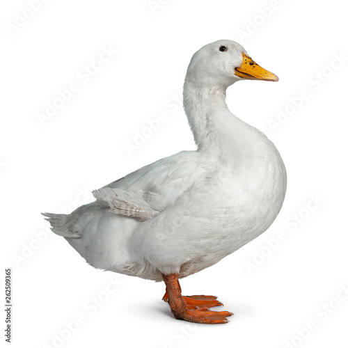 Tame white duck, standing side ways facing camera. Looking towards lens. Isolated on white background.
