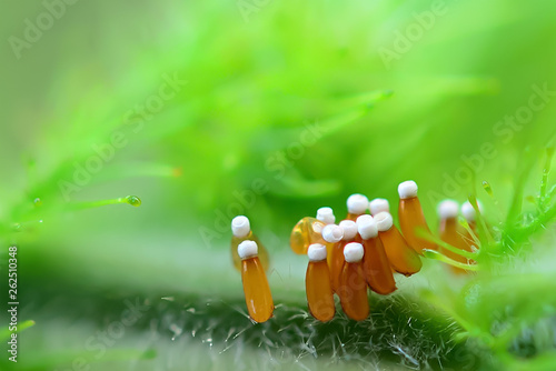 The eggs of insects placed with branches