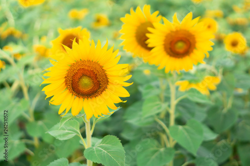 Closeup sunflower on the field  selective focus