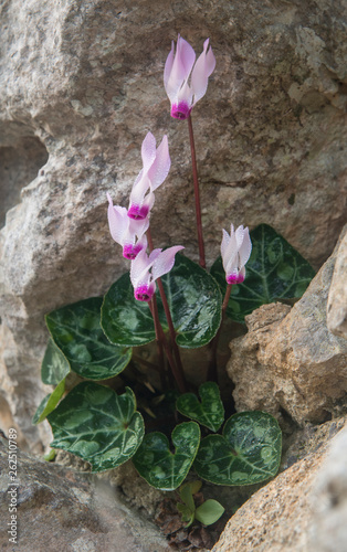 Cyclamens in the rock