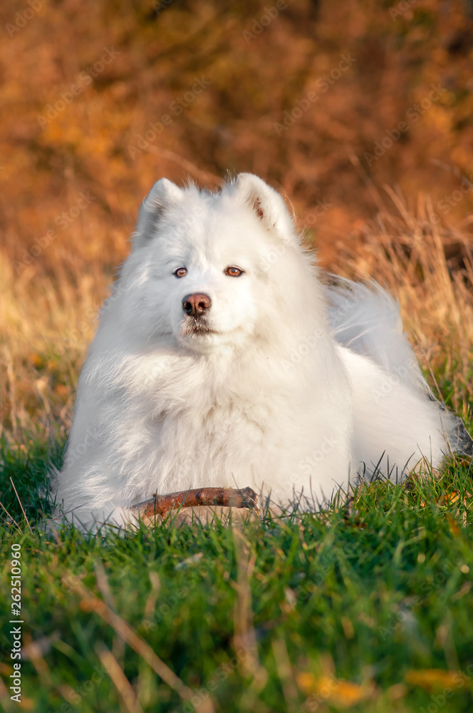 Beautyful Portrait siberian samoyed husky dog in park on autumn sunset Beautyful Portrait siberian samoyed husky dog in park on autumn sunset