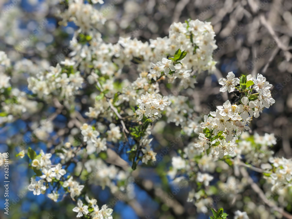 white spring flowers on a tree against sky white spring flowers on a tree against sky