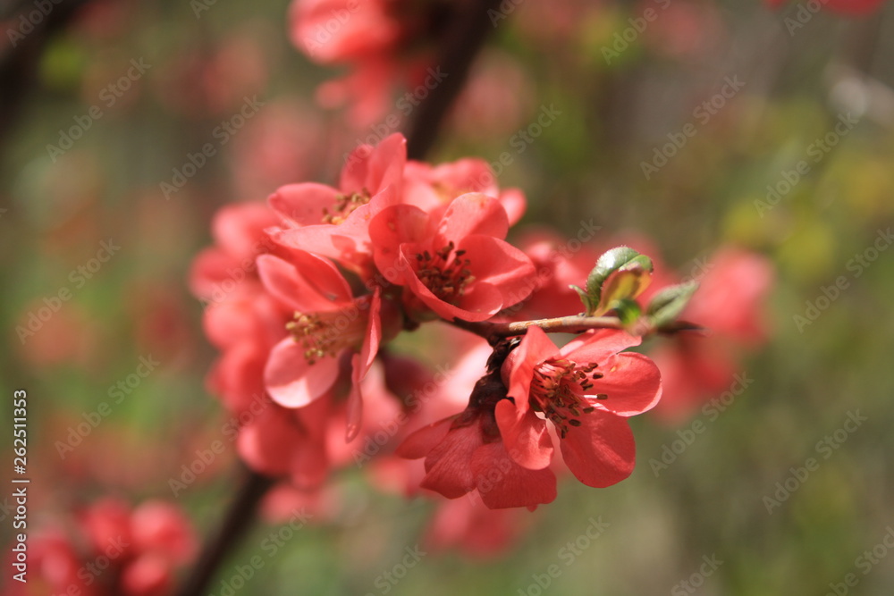 Japanese Quince, Chaenomeles japonica, in bloom. Pink flowers on the branch. Japanese Quince, Chaenomeles japonica, in bloom. Pink flowers on the branch.