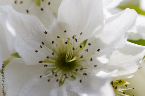 梨の花
