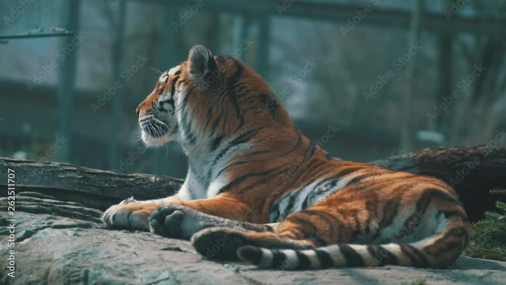 Tiger resting on a rock, Dramatic shot Tiger resting on a rock, Dramatic shot
