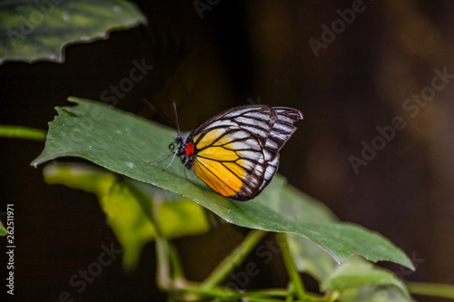 Obraz na plátně The Redspot Sawtooth butterfly (Prioneris philonome themana) on a leaf