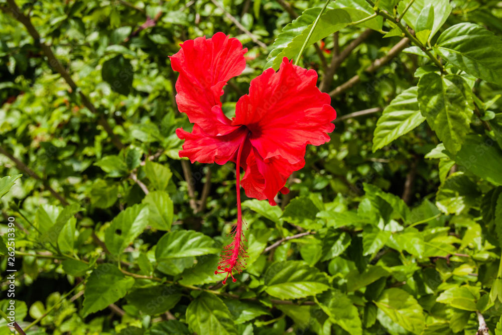 Hibiscus, Malaysia's National Flower