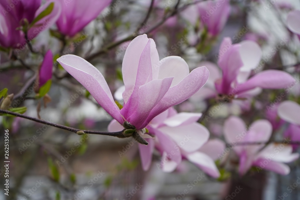 Obraz premium Pink and white Magnolia flowers background Close up / Spring blossom