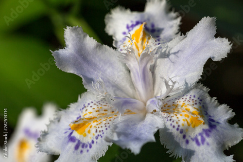 シャガの花