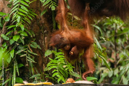 A baby orangutan in her natural habitat, Sarawak, Malaysia © Walter_D