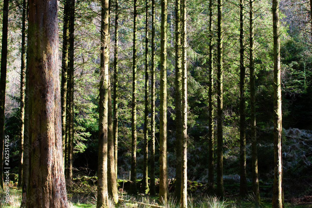Fototapeta premium Dense forest of Scots pine in spring sunshine