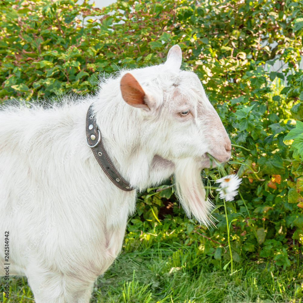Fototapeta premium Beautiful young white goat chews a chamomile flower on a beautiful green background