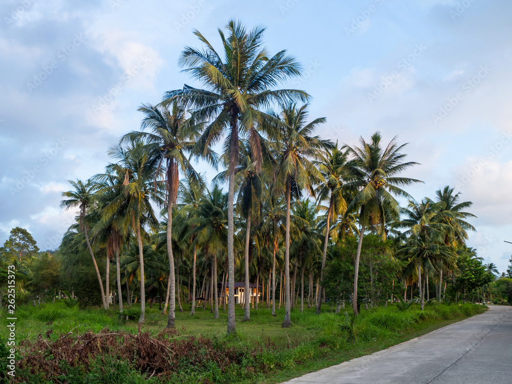 House deep in the palm grove. Koh Phangan Thailand