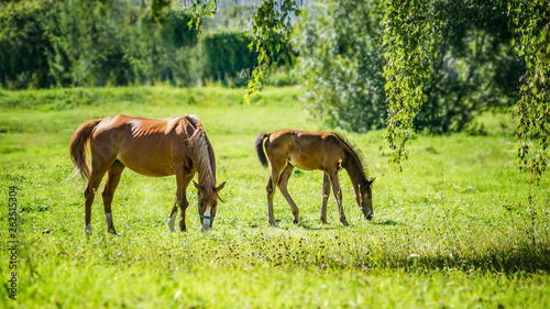 A horse with a newborn foal grazes in a meadow in Sunny weather