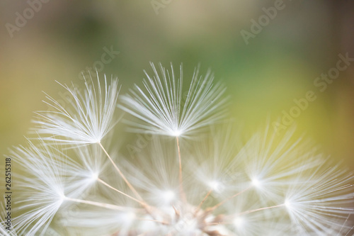 dandelion seeds macro 