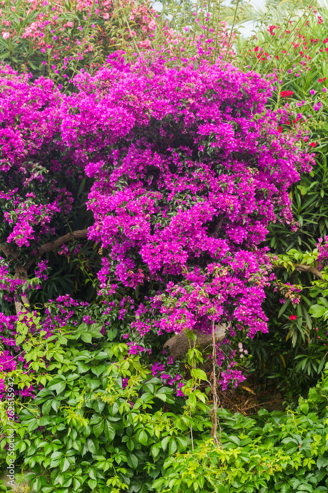 Purple bougainvillea plant tree