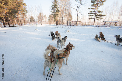 Group of Siberian Husky Dog sledding on the snow © magneticmcc