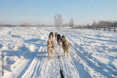 Group of Siberian Husky Dog sledding on the snow