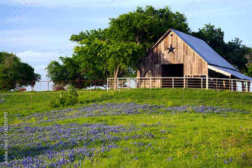 Fototapeta Naklejka Na Ścianę i Meble -  Barn and Bluebonnets