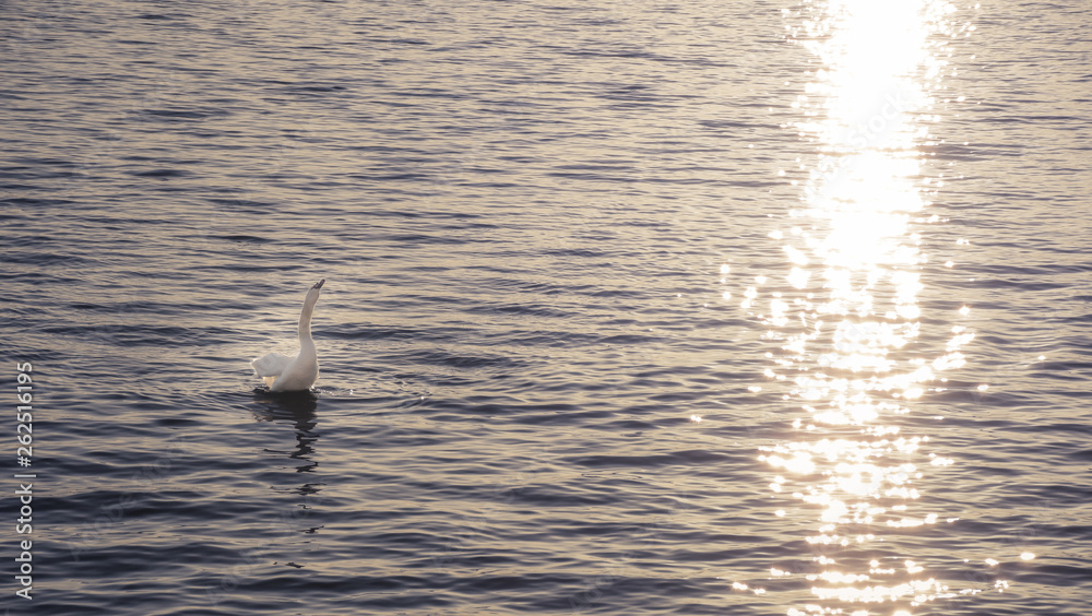 Fototapeta premium Beautiful white swan stretching out to the sun.