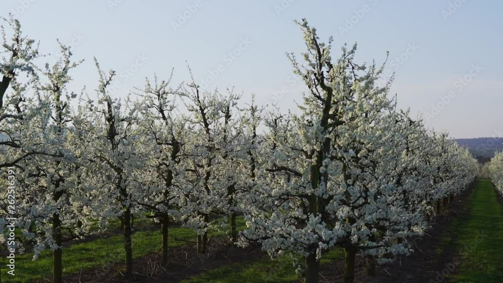 Cherry plantations. Blooming sweet cherry on the plantations at a beautiful sunset. Cherry plantations. Blooming sweet cherry on the plantations at a beautiful sunset.