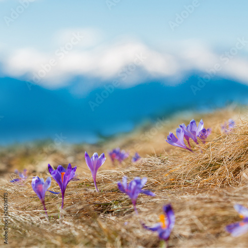 Mountains Landscape in Spring. Wonderful Sunny day Over the Mountains Valley with Purple flower Crocuses,