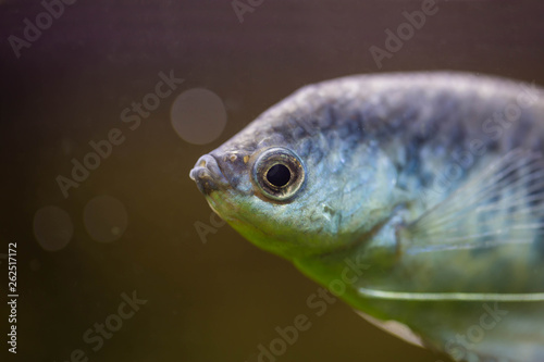 Freshwater aquarium fish