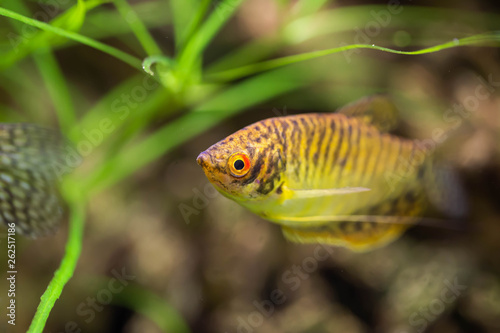 Freshwater aquarium fish