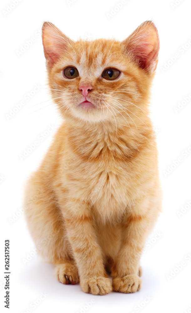 Obraz premium Small red kitten.