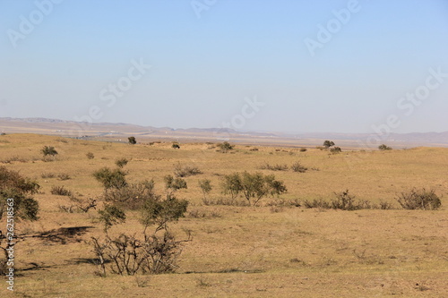 herd of wildebeest in serengeti national park tanzania africa © 崔文超 崔文超