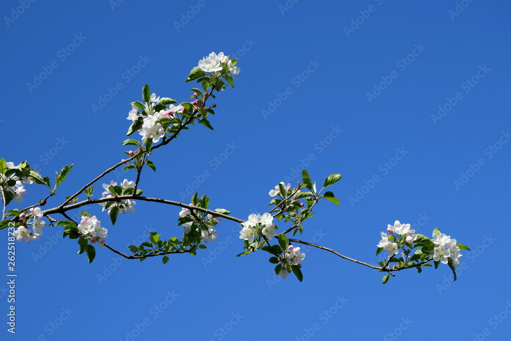 Ast mit weißen Apfelblüten vor blauen Himmel