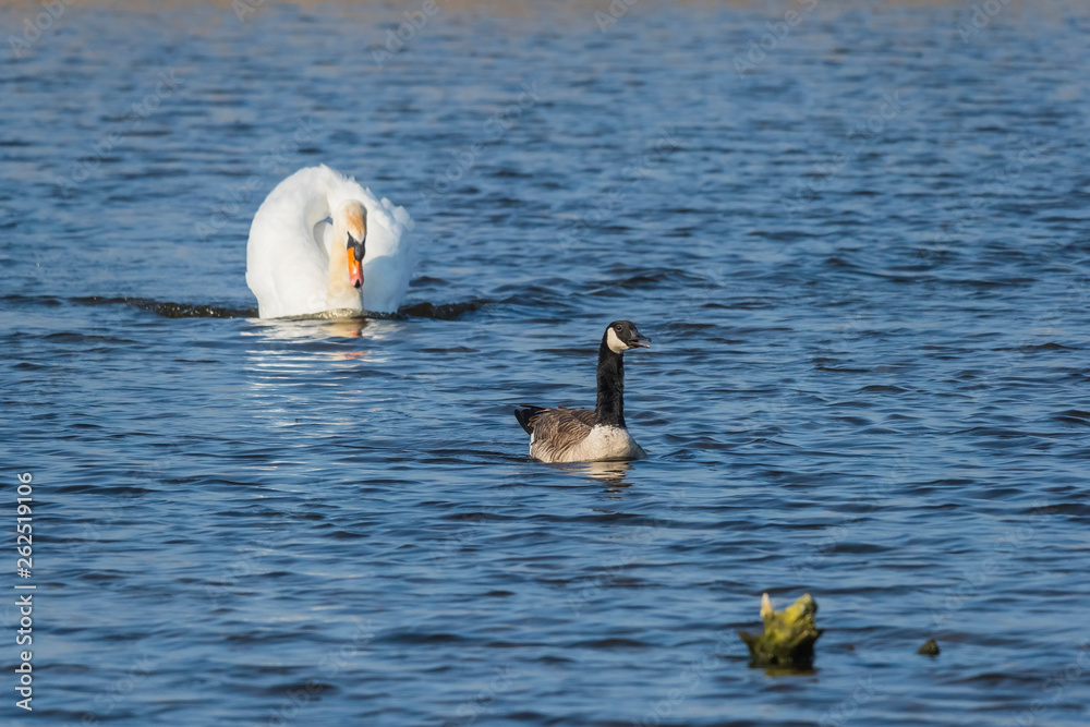 Fototapeta premium Wildlife swan nature outdoor sunny day