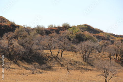 tree in desert