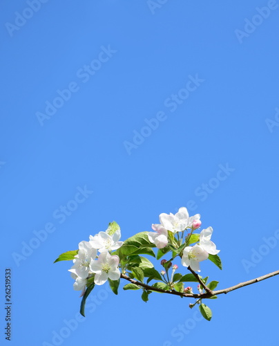 Apfelbaum - Ast mit Apfelblüten vor blauen Himmel