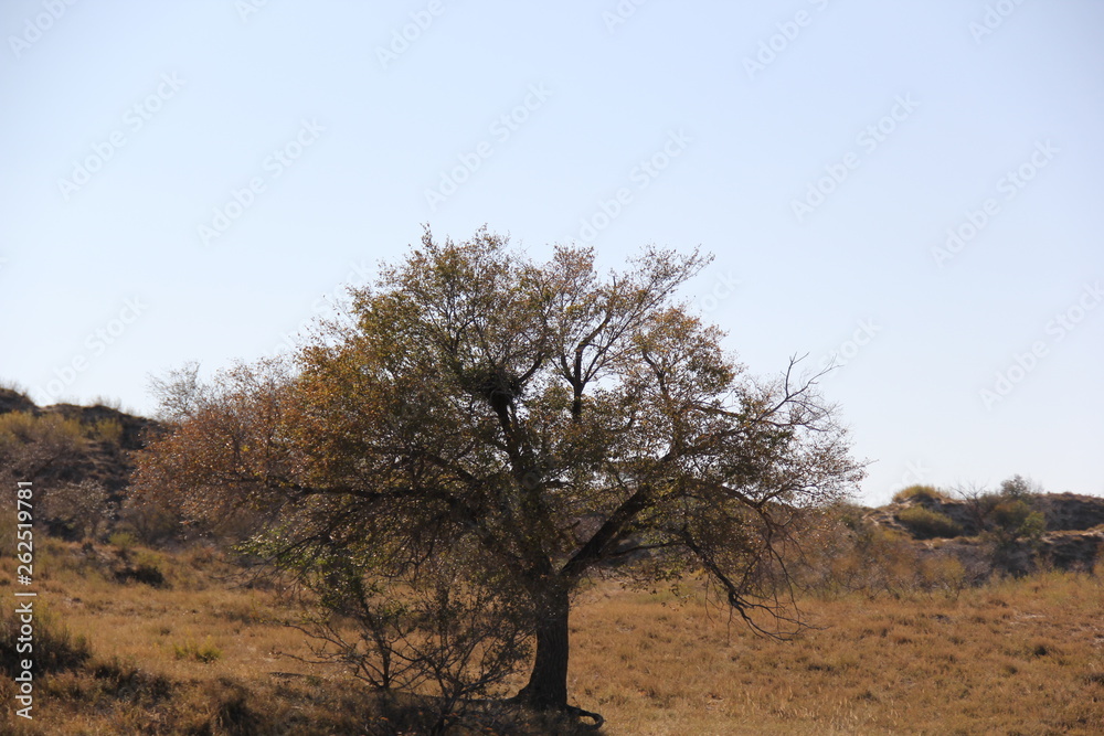 tree in desert tree in desert