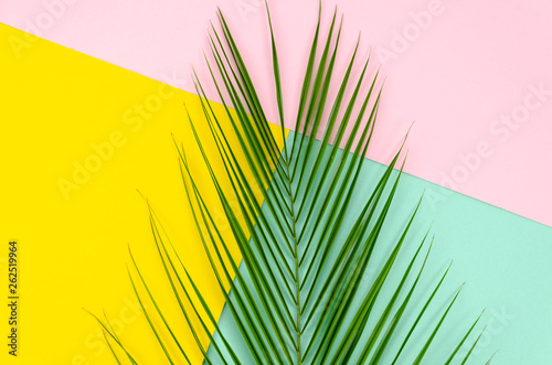 Top view pop layout made of tropical palm leaf lying in the middle on colorful pink, mint and yellow multicolor background