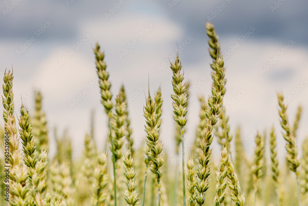 Wheat field. full of ripe grains, golden ears of wheat or rye close up on a blue sky background