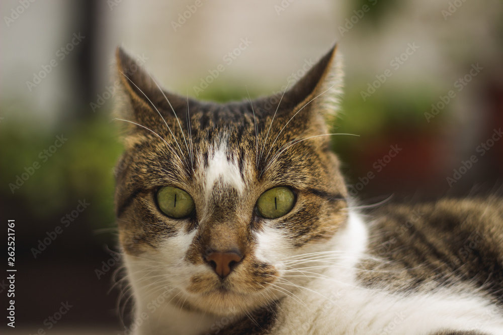 portrait of cat