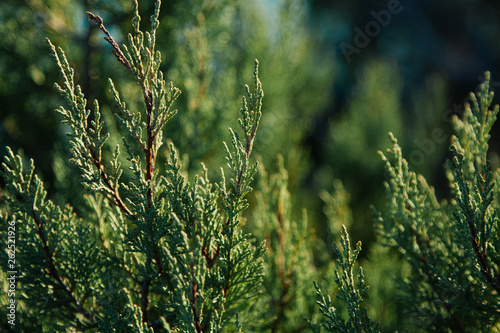 Green background. Cypress Branches