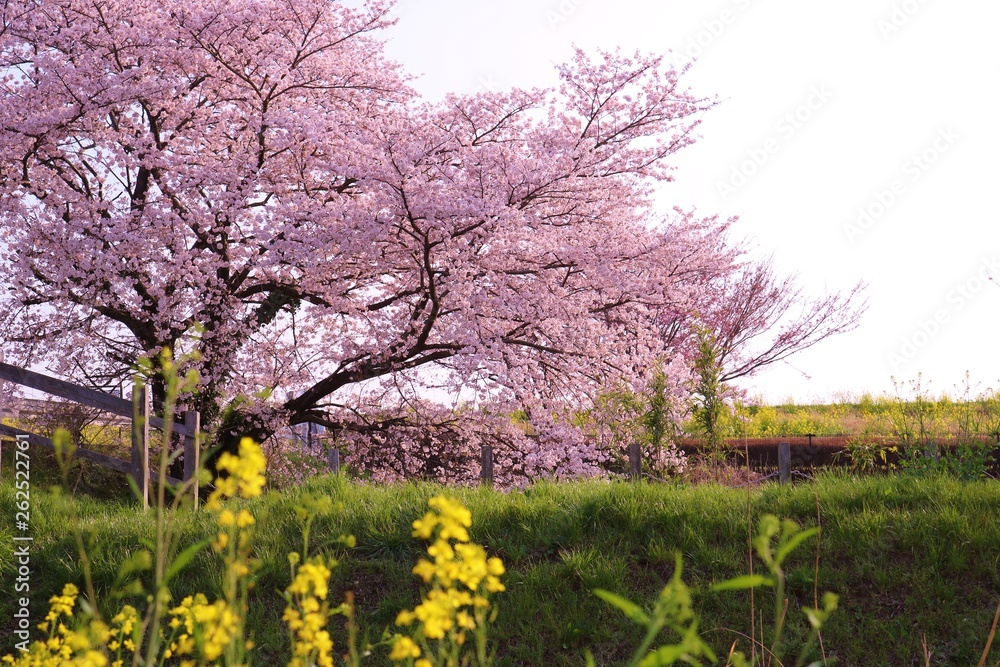 さくら 菜の花 渡良瀬 風景 杤木 さくら 菜の花 渡良瀬 風景 杤木