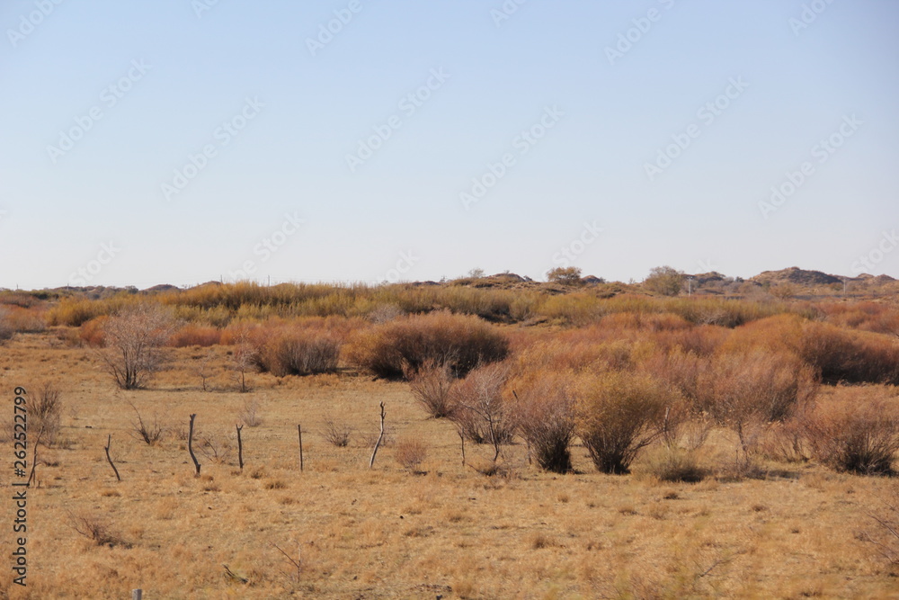 Fototapeta premium herd of wildebeest in africa