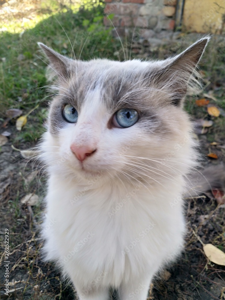 Fototapeta premium Markiz