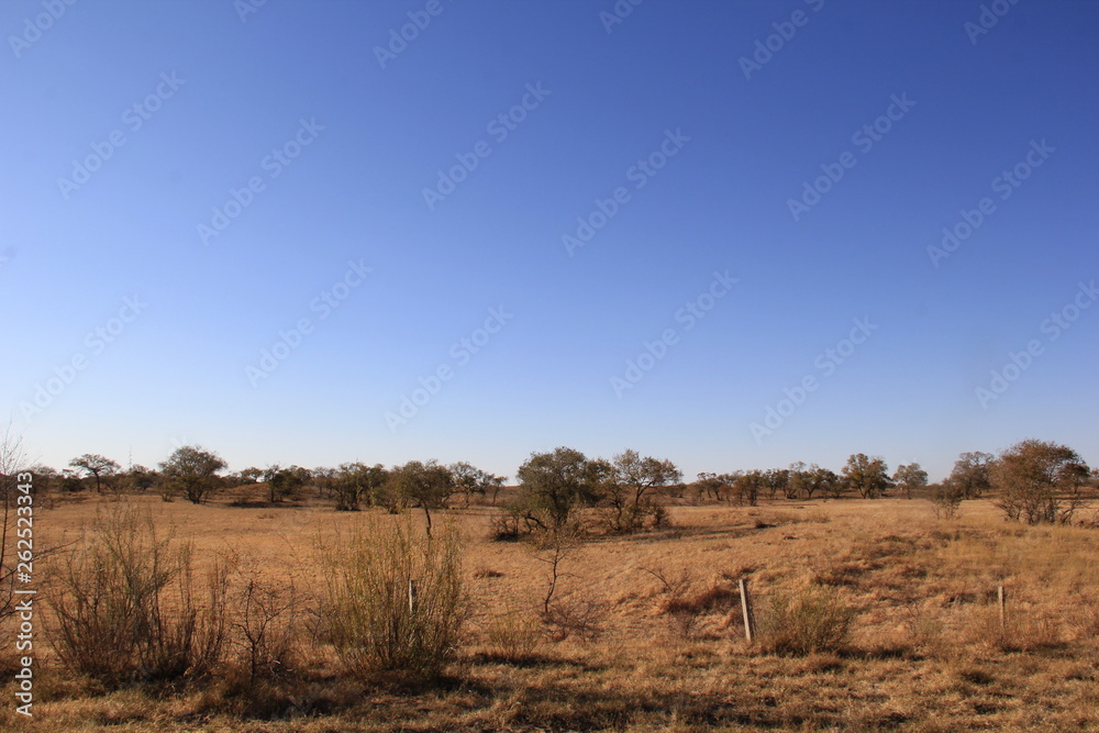 tree in field