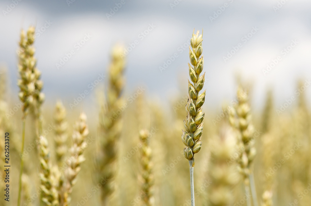 Wheat field. full of ripe grains, golden ears of wheat or rye close up on a blue sky background. Wheat field. full of ripe grains, golden ears of wheat or rye close up on a blue sky background.